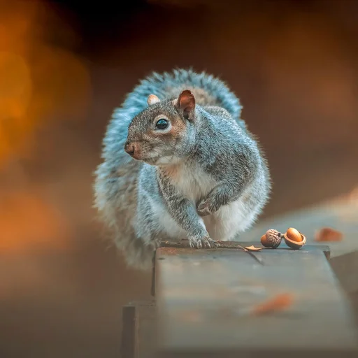 问鼎娱乐博彩牌照